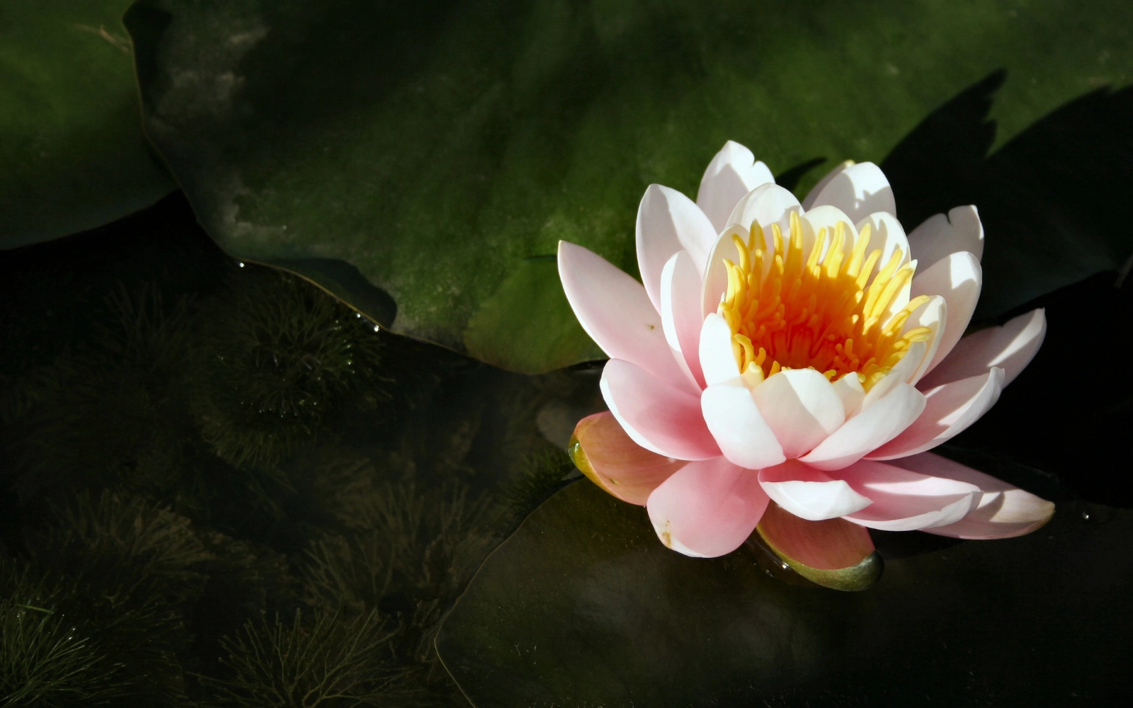 Water lily in British Columbia