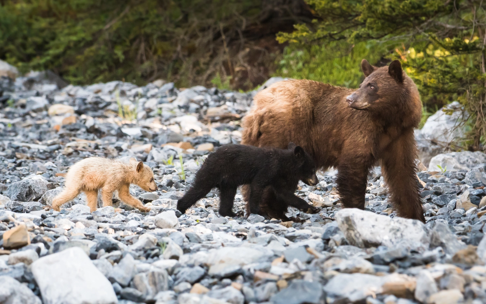 Bear family in British Columbia