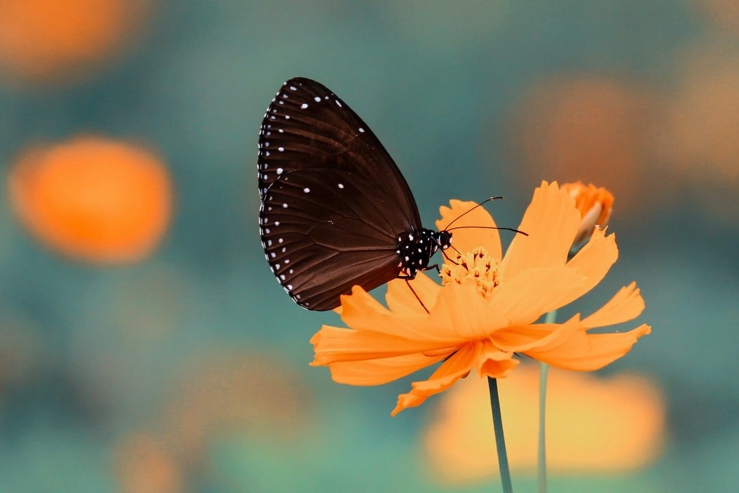 Butterfly on orange flower