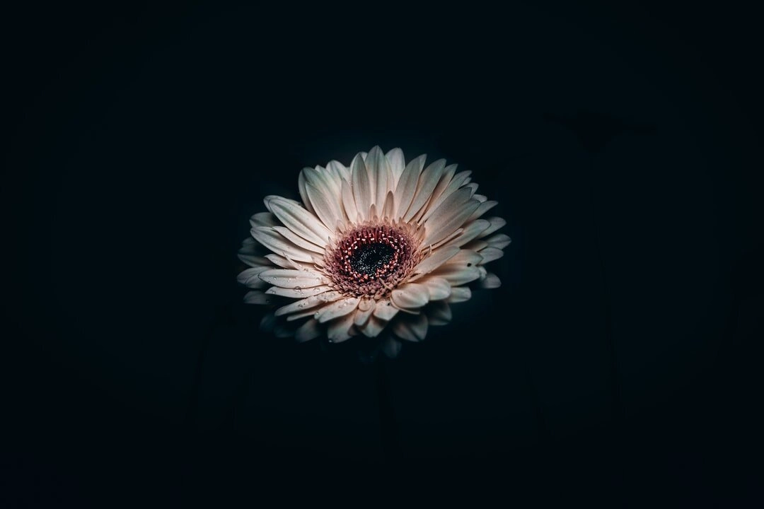 Artistic muted flower picture